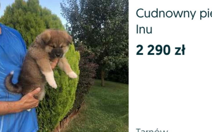 Zbiórka Zbieram na pieska -Akita Inu - zdjęcie główne