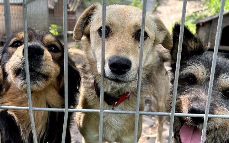 Zbiórka Budowa boksów w schronisku - zdjęcie główne
