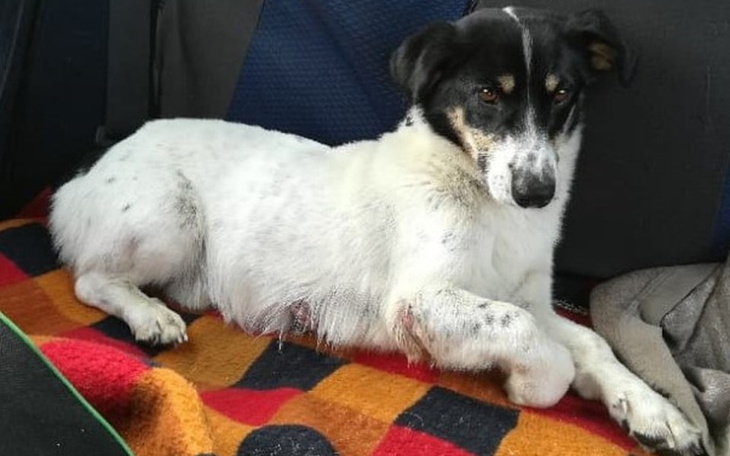 Zbiórka Ratujemy łapkę - zdjęcie główne