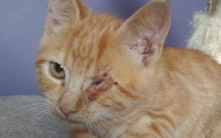 Zbiórka Pomóż uratować wzrok maluchowi - zdjęcie główne