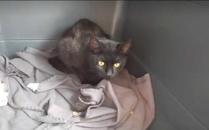 Zbi贸rka Padaczka Zeusa - zdj臋cie g艂贸wne