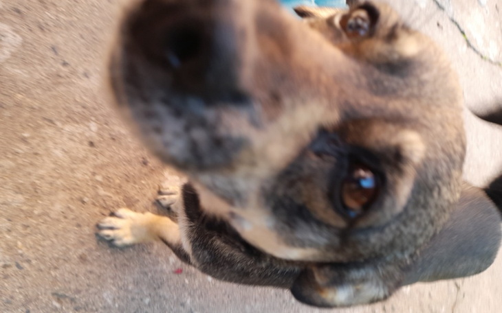 Pies z bliska, z ciekawym spojrzeniem.