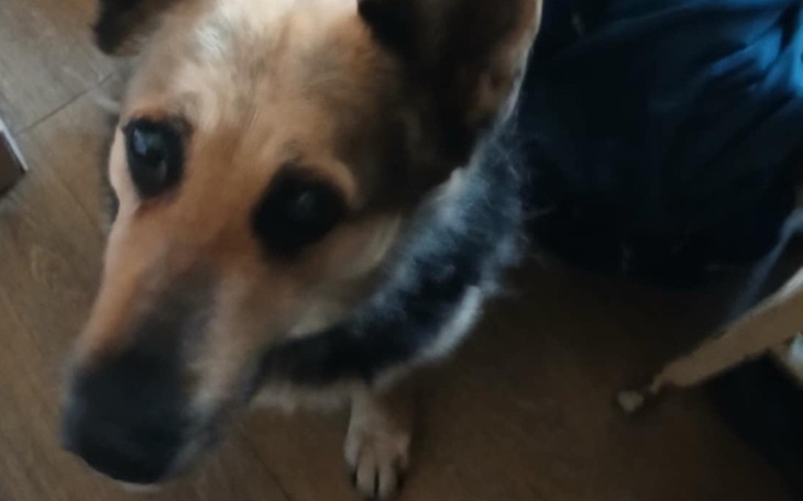 Pies patrzący w obiektyw kamery.