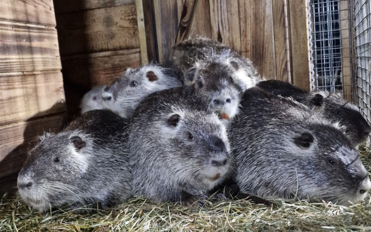 Grupa świnek morskich odpoczywających w drewnianej zagrodzie.