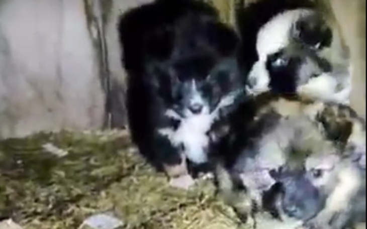 Zbiórka Maluchy znalezione w budzie... - zdjęcie główne