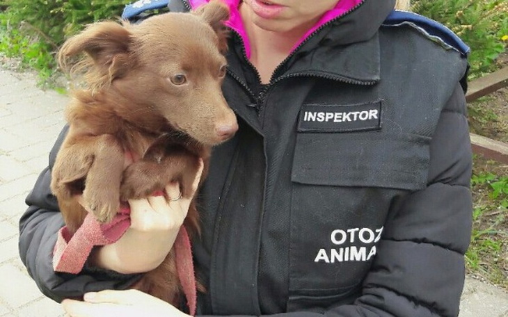 Zbiórka Sterylizacja i kastracja 8 psów - zdjęcie główne