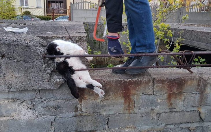 Zbiórka Ona chce żyć Pomóżcie - zdjęcie główne