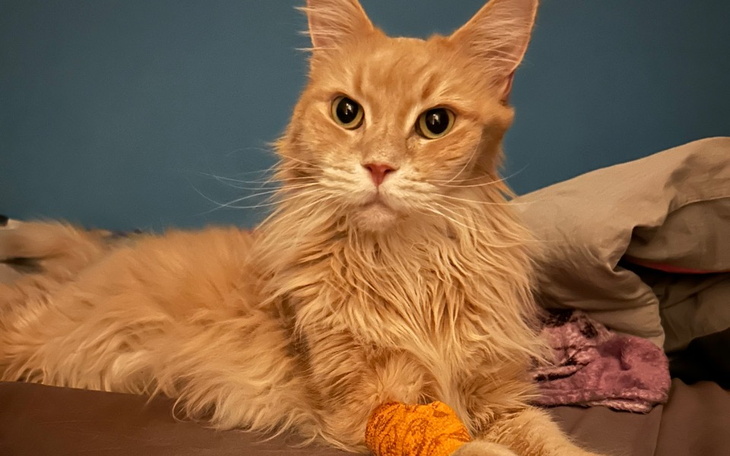 Zbiórka Choroba tonie wyrok Ratujmy Inkę - zdjęcie główne