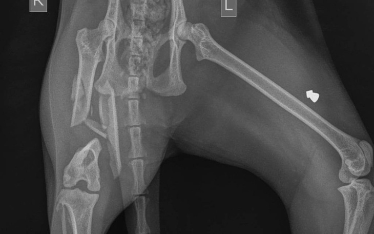 Zbiórka Leczenie złamanej nogi Misi - zdjęcie główne