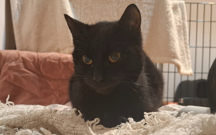 Czarny kot leżący na białym kocu.