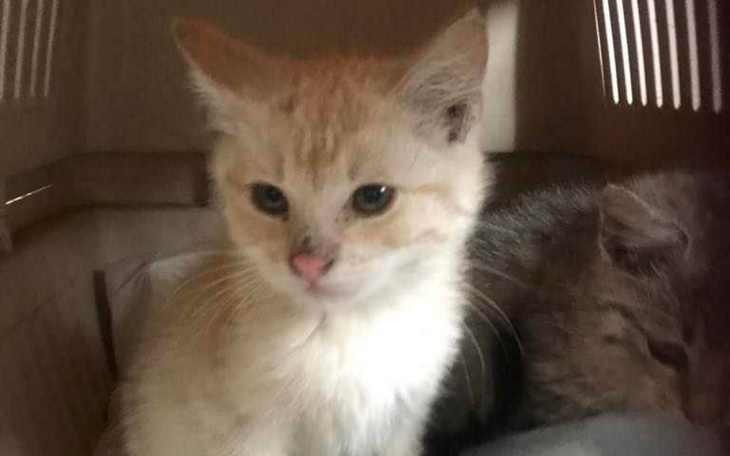 Zbiórka czwartek, czwartunio ... - zdjęcie główne