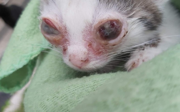 Zbiórka Maluszek z bardzo chorymi oczami - zdjęcie główne