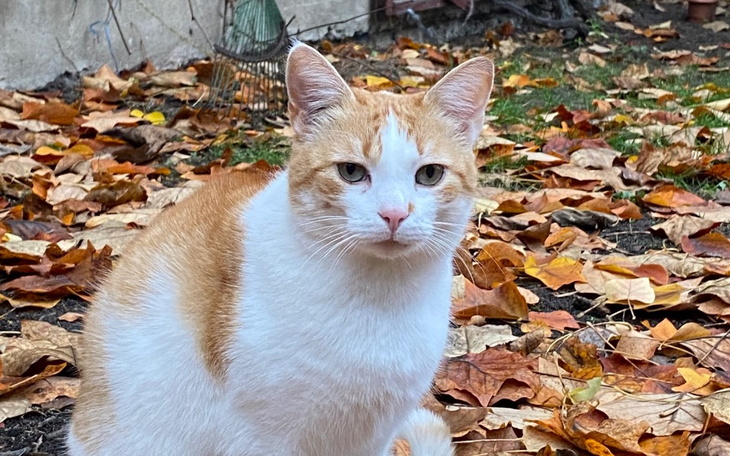 Zbiórka Operacja chili - zdjęcie główne