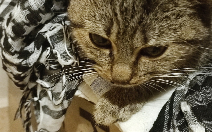 Kot odpoczywaj膮cy w艣r贸d materia艂贸w, z wyrazem twarzy.