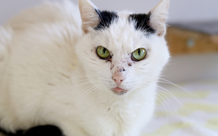 Kot biały z zielonymi oczami, patrzący w obiektyw.