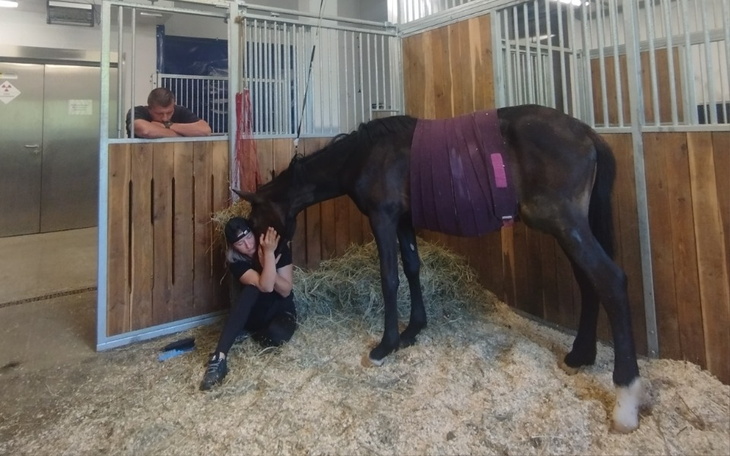 Zbiórka Pomoc dla źrebaka Charming - zdjęcie główne