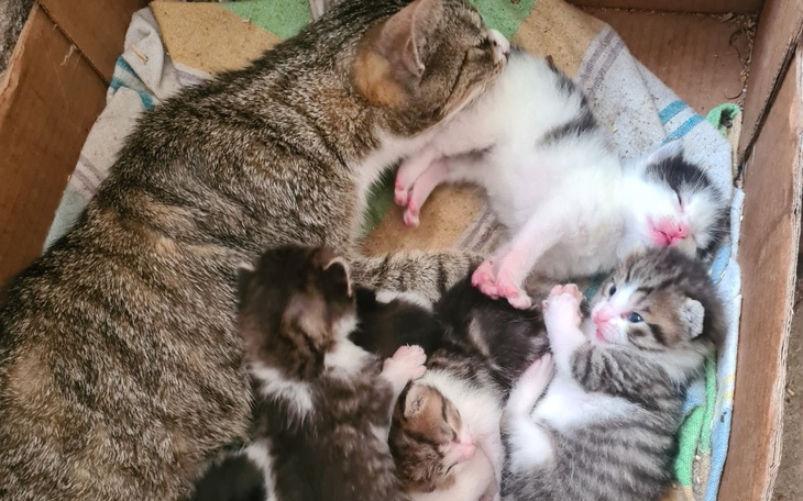 Zbiórka Plaga wyrzuconych - zdjęcie główne