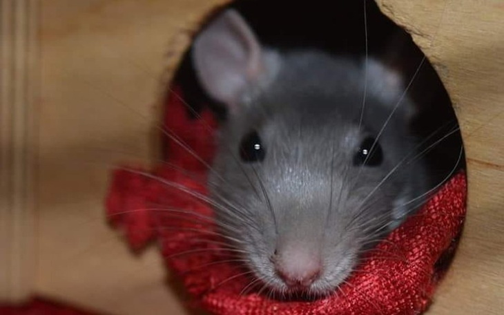 Zbiórka Carol chce ŻYĆ - zdjęcie główne