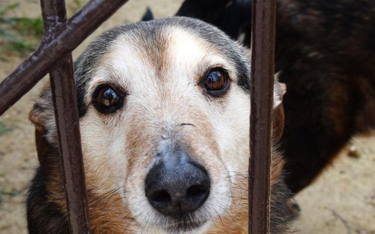 Zbiórka Walka z kleszczami w przytulisku - zdjęcie główne