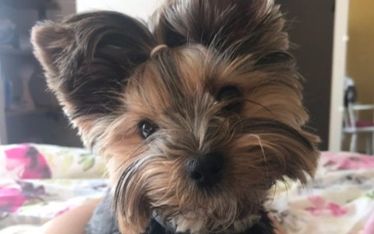 Zbiórka Pomoc dla Stelli - zdjęcie główne