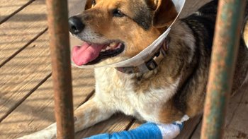 Zbiórka Uszowy SZPITALIK NADZIEI !!! - miniaturka zdjęcia