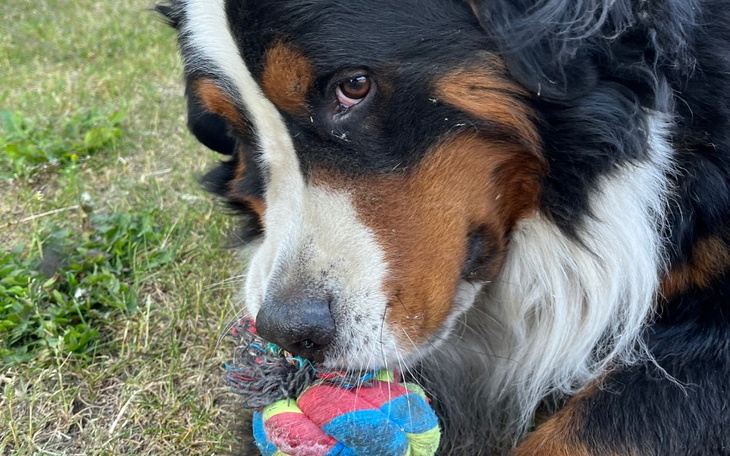 Zbiórka Podziel się prezentem z pieskiem - zdjęcie główne
