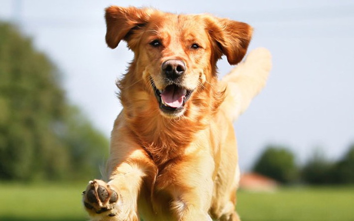 Zbiórka Pomagamy zwierzakom ! - zdjęcie główne