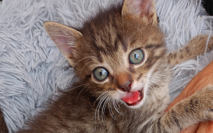 Zbiórka Utrzymanie kociakow - zdjęcie główne