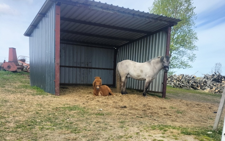 Zbiórka Pomoc dla stajni dla koni - zdjęcie główne