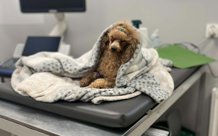 Pies owinięty w koc, czekający na wizytę u weterynarza.