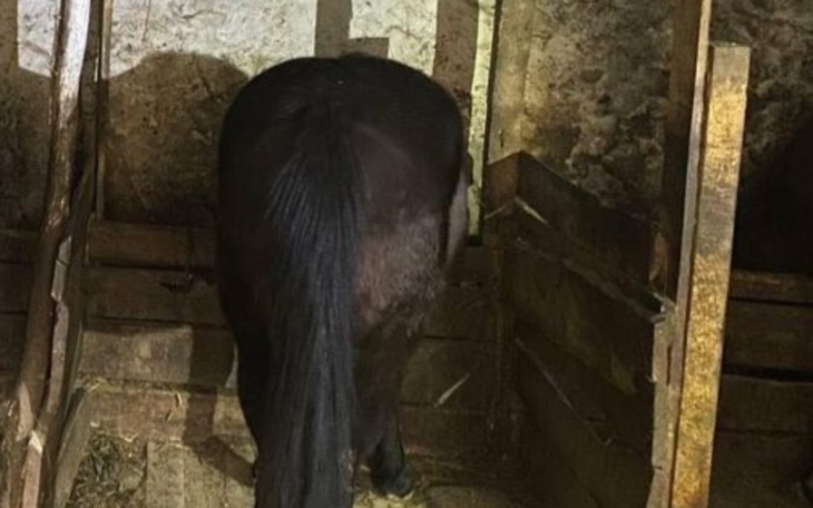 Widok konia w stajni, z widoczną grzywą i ogonem.