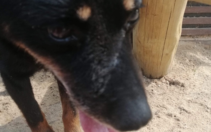 Zbiórka Na pomoc DREAM - zdjęcie główne