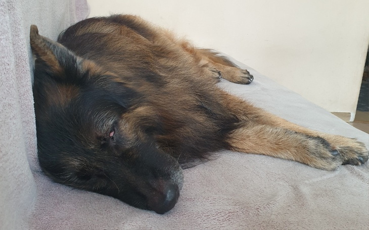 Zbiórka Pomoc dla Demona - oponiak mózgu - zdjęcie główne