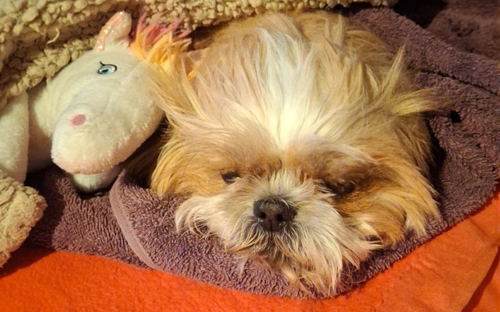 Mały piesek śpiący na kocyku obok pluszowego jednorożca.