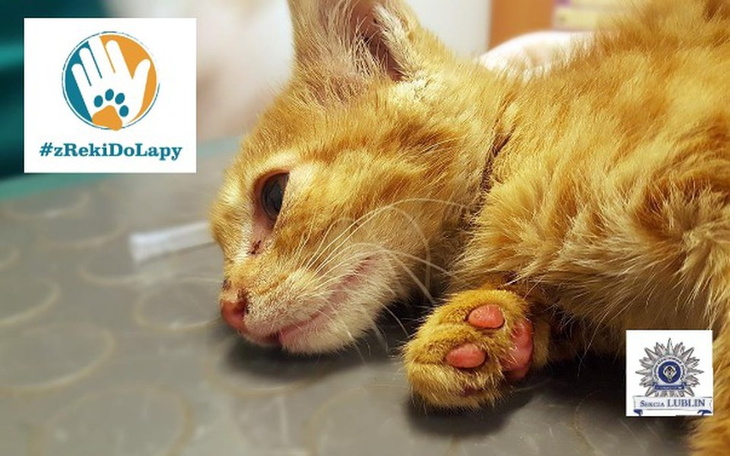 Zbiórka Z ręki do łapy- akcja specjalna - zdjęcie główne