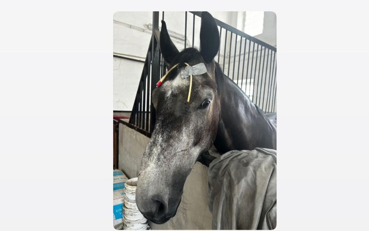 Koń z charakterystycznym znakiem na głowie w stajni.