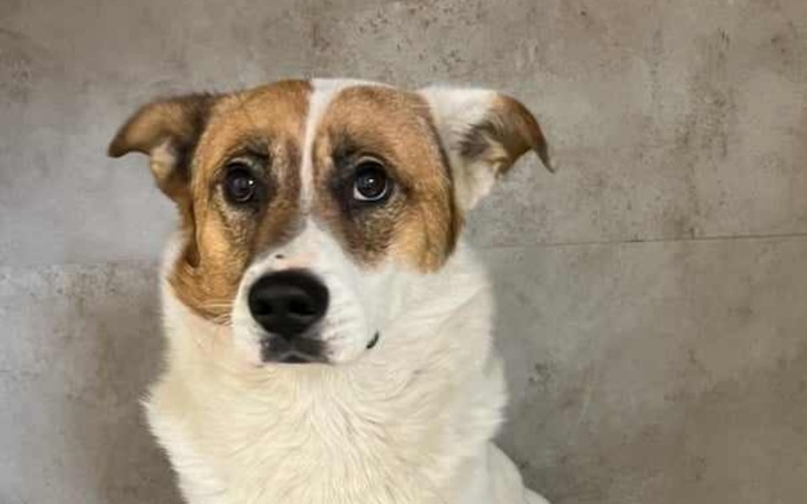 Zbiórka Psiak z oberwaną łapką - zdjęcie główne