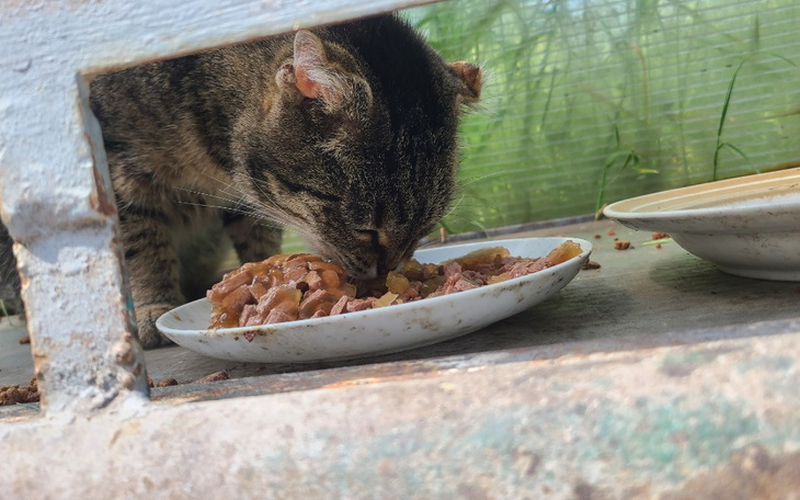 Kot jedzący z miski, w tle zieleń.