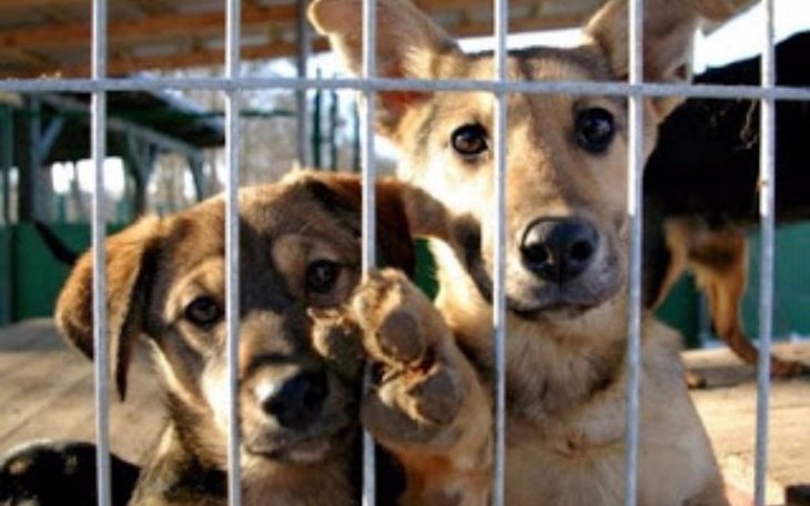 Psy w schronisku, patrzące przez kraty.