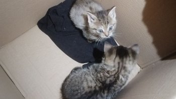 Zbiórka Keks i Szarlotka - miniaturka zdjęcia