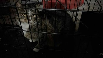 Zbiórka Bezdomna kotka prosi o pomoc - miniaturka zdjęcia