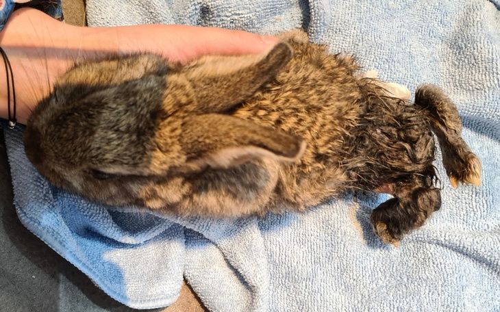 Zbiórka Seal- niepełnosprawne niemowlę - zdjęcie główne