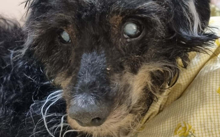 Starszy pies z problemami wzrokowymi, leżący na poduszce.