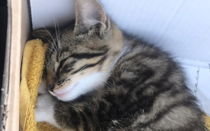 Zbiórka Kotek Lucek, walka z czasem - zdjęcie główne