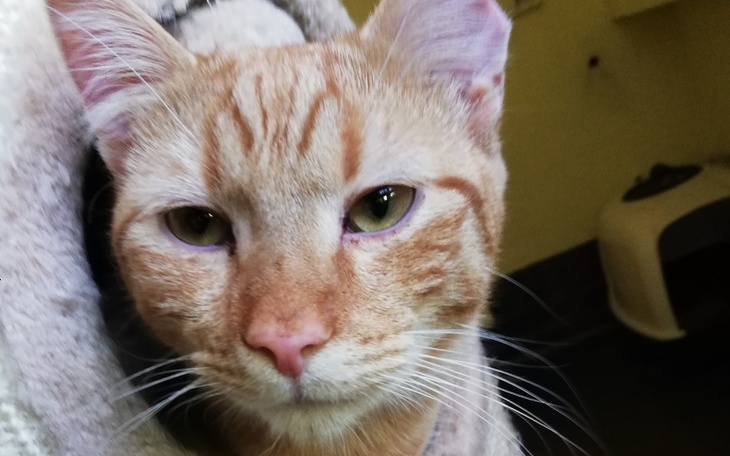 Zbiórka Na nasz nowy dom dla zwierząt - zdjęcie główne