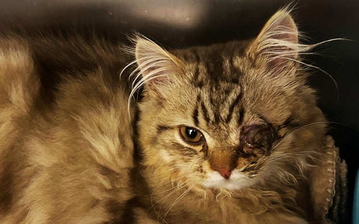 Kot z uszkodzeniem, potrzebujący pomocy weterynaryjnej.