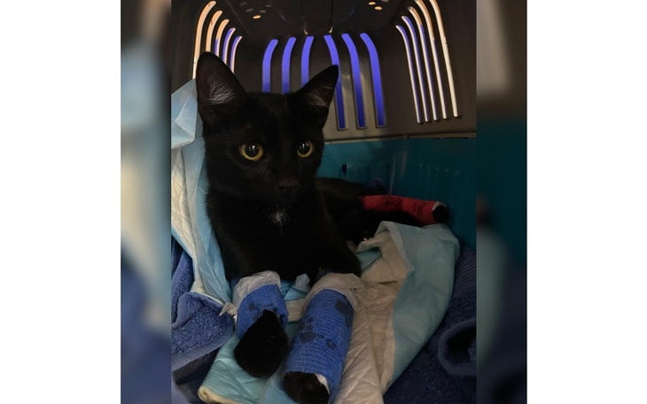 Zbiórka KIARA potrzebuje pomocy - zdjęcie główne