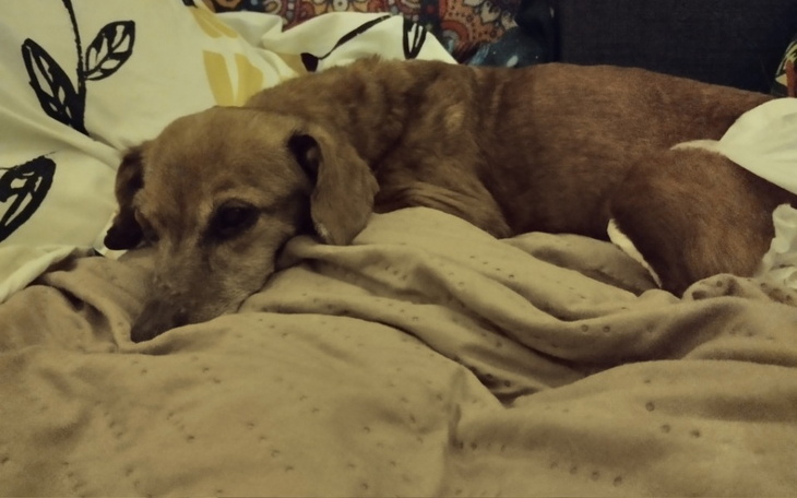 Pies odpoczywający na miękkim kocu.