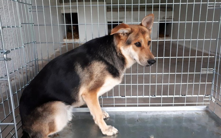 Pies siedzący w klatce, z wyrazem smutku na twarzy.