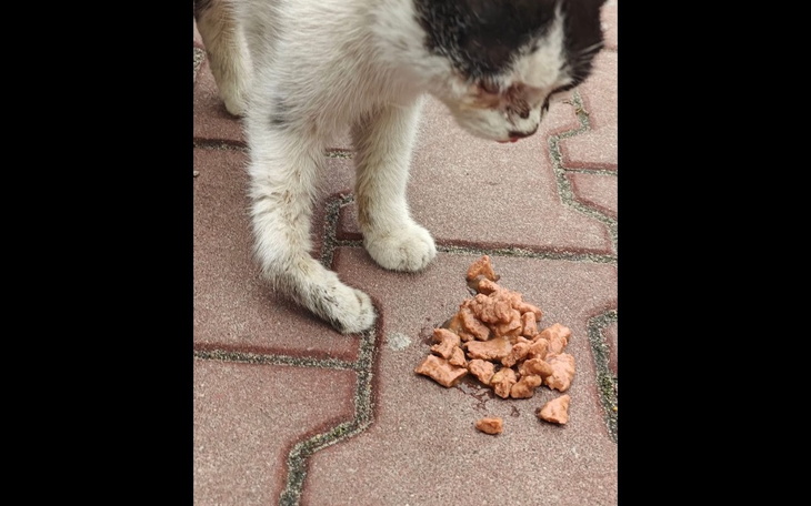 Kot przyglądający się jedzeniu na chodniku.